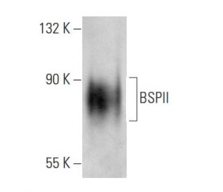 BSPII Antibody (LFMb-24) - Western Blotting - Image 19294