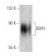 BSPII Antibody (LFMb-24) - Western Blotting - Image 19294