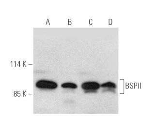 BSPII Antibody (LFMb-25) - Western Blotting - Image 390989 