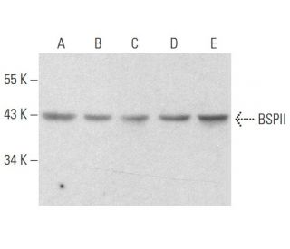BSPII Antibody (LFMb-25) - Western Blotting - Image 357121The Double Nickase Plasmid features a U6 promoter for sgRNA expression, a 20 nt targeting sequence, and a gRNA scaffold to guide Cas9n. It includes a CBh promoter for Cas9n (D10A) and puromycin resistance, GFP for transfection verification, and nuclear localization signals (NLS). The 2A peptide allows co-expression of Cas9n and Puro from a single promoter, enabling precise genome editing with reduced off-target effects.