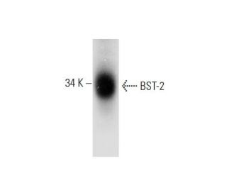 BST-2 Antibody (E-4) - Western Blotting - Image 289576 