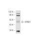 BTBD1 Antibody (35.1) - Western Blotting - Image 48698 