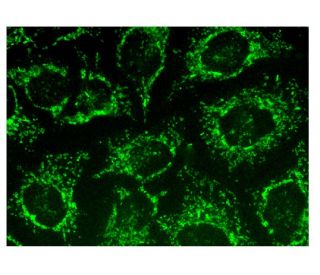 BTBD1 Antibody (A-12) - Immunofluorescence - Image 302495 