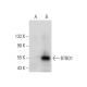 BTBD1 Antibody (A-12) - Western Blotting - Image 303412
