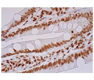 BTBD10 Antibody (B-1) - Immunohistochemistry - Image 290471 