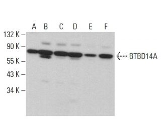 BTBD14A Antibody (A-7) - Western Blotting - Image 378042 