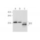 BTC Antibody (E-12) - Western Blotting - Image 314524 