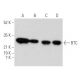 BTC Antibody (E-12) - Western Blotting - Image 355543 