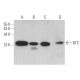 BTC Antibody (E-12) - Western Blotting - Image 362929
