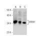 This polyclonal antibody has been discontinued. See our recommended <a href="bteb1-antibody-a-5">BTEB1 (A-5)</a> monoclonal antibody (sample data shown). western blotting image from recommended BTEB1 (A-5) monoclonal antibody replacement. Image 155605