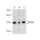 BTEB1 Antibody (E-8) - Western Blotting - Image 155606 