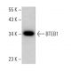 BTEB1 Antibody (E-8) - Western Blotting - Image 373389 