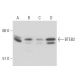BTEB2 Antibody (10B3) - Western Blotting - Image 17469 