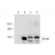 western blotting image from recommended BTEB2 (G-7) monoclonal antibody replacement. Image 304940