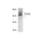 BTEB2 Antibody (A-5) - Western Blotting - Image 300606 
