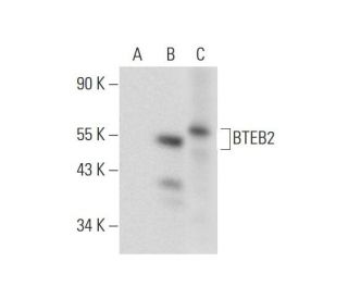 BTEB2 Antibody (B-8) - Western Blotting - Image 304355 