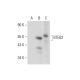 BTEB2 Antibody (B-8) - Western Blotting - Image 304355 