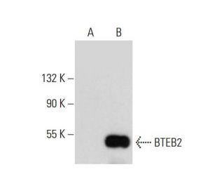 BTEB2 Antibody (A-5) - Western Blotting - Image 300455 