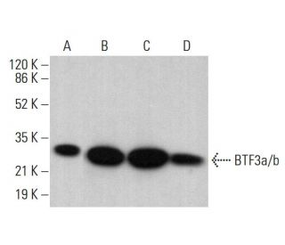 BTF3a/b Antibody (H-9) - Western Blotting - Image 383132 