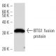 BTG1 Antibody (2095C1a) - Western Blotting - Image 16482