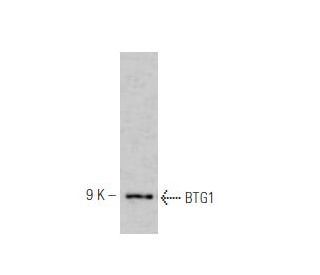 BTG1 Antibody (2095C1a) - Western Blotting - Image 47888 