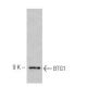 BTG1 Antibody (2095C1a) - Western Blotting - Image 47888 