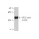 BTG2 Antibody (1A5) - Western Blotting - Image 348885
