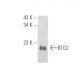 BTG2 Antibody (E-4) - Western Blotting - Image 395670