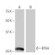BTG4 Antibody (NB-B3) - Western Blotting - Image 64876