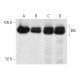 western blotting image from recommended Btk (E-9) monoclonal antibody replacement. Image 9926