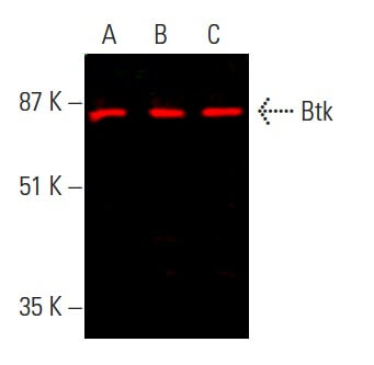 Btk Antibody (E-9) | SCBT - Santa Cruz Biotechnology