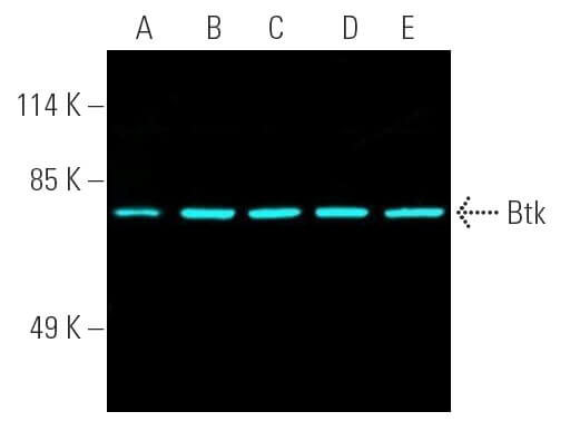 【保障できる】 (E-9) Antibody Btk | Biotechnology Cruz Santa - SCBT アイドル