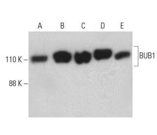 BUB1 Antibody (B-3) - Western Blotting - Image 398983 