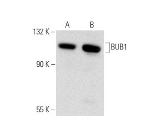 western blotting image from recommended BUB1 (B-3) monoclonal antibody replacement. Image 143578