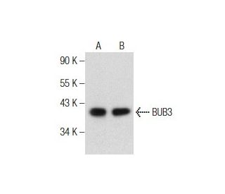 BUB3 Antibody (E-7) - Western Blotting - Image 155930 