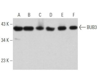 BUB3 Antibody (E-7) - Western Blotting - Image 362313 
