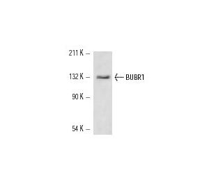 BUBR1 Antibody (8G1) - Western Blotting - Image 12475The Double Nickase Plasmid features a U6 promoter for sgRNA expression, a 20 nt targeting sequence, and a gRNA scaffold to guide Cas9n. It includes a CBh promoter for Cas9n (D10A) and puromycin resistance, GFP for transfection verification, and nuclear localization signals (NLS). The 2A peptide allows co-expression of Cas9n and Puro from a single promoter, enabling precise genome editing with reduced off-target effects.