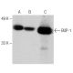 BUP-1 Antibody (A-3) - Western Blotting - Image 150044 