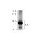 BUP-1 Antibody (A-3) - Western Blotting - Image 289732
