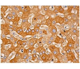 BUP-1 Antibody (B-5) - Immunohistochemistry - Image 333297 