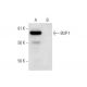 BUP-1 Antibody (B-5) - Western Blotting - Image 293039