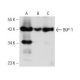 BUP-1 Antibody (F-11) - Western Blotting - Image 148712 