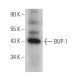 BUP-1 Antibody (F-11) - Western Blotting - Image 370846