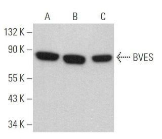 BVES Antibody (E-3) - Western Blotting - Image 358940 