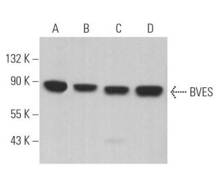 BVES Antibody (H-4) - Western Blotting - Image 364299