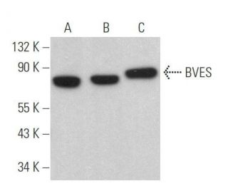 BVES Antibody (H-4) - Western Blotting - Image 358941