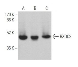 BXDC2 Antibody (C-1) - Western Blotting - Image 363001 