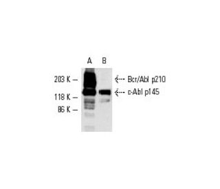 c-Abl Antibody  Cell Signaling Technology