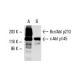 c-Abl Antibody (24-11) - Western Blotting - Image 2147 