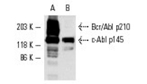 c-Abl Antibody (24-11) | SCBT - Santa Cruz Biotechnology